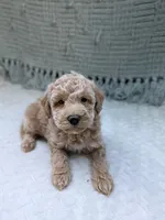 Harley , a female Miniature Goldendoodle for sale in Bristol, IN – 3 of 9