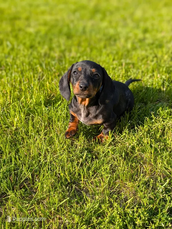 Tinkerbell  – Miniature Dachshund puppy for sale in Bristol, IN