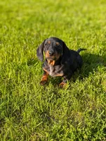 Tinkerbell , a female Miniature Dachshund for sale in Bristol, IN – 1 of 6