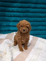 Vinny, a male Poodle - Toy  for sale in Bristol, IN – 6 of 6