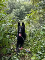Luna , a female German Shepherd Dog for sale in Bristol, IN – 4 of 7