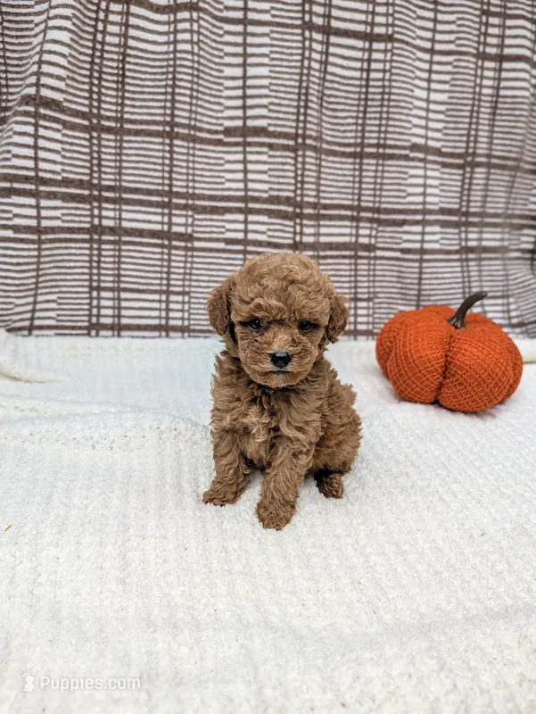 Riley  – Miniature Goldendoodle puppy for sale in Bristol, IN