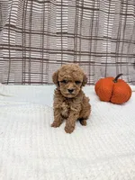 Riley , a male Miniature Goldendoodle for sale in Bristol, IN – 1 of 6
