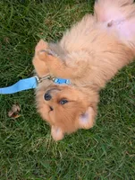 Winnie , a male Pomeranian for sale in Bristol, IN – 3 of 5