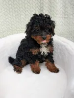 Cappuccino , a male Aussiedoodle and Poodle - Miniature  for sale in Bristol, IN – 2 of 8