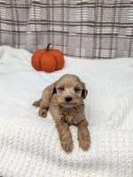 Ronnie, a male Miniature Goldendoodle for sale in Bristol, IN – 3 of 4