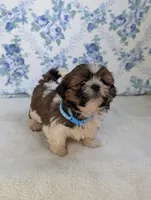 Faya, a female Shih Tzu for sale in Bristol, IN – 2 of 6