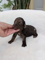 Maverick , a male Poodle - Miniature  for sale in Bristol, IN – 2 of 5