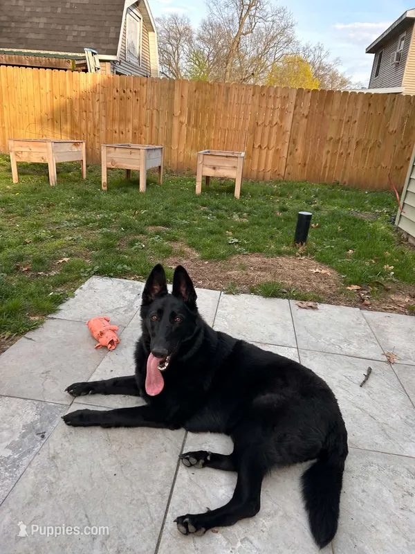 Luna  – German Shepherd Dog puppy for sale in Bristol, IN