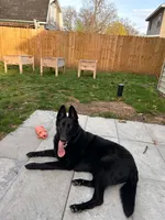 Luna , a female German Shepherd Dog for sale in Bristol, IN – 1 of 7