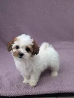 Ariel , a female Shihpoo for sale in Bristol, IN – 1 of 7