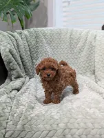 Jade, a female Poodle - Toy  for sale in Bristol, IN – 2 of 5