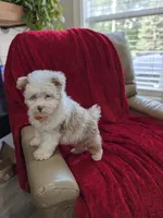 Barker, a male Pomapoo for sale in Bristol, IN – 4 of 8