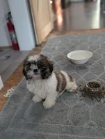 Felicity , a female Shih Tzu for sale in Bristol, IN – 6 of 6
