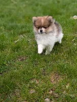 Denver , a male Pomeranian for sale in Bristol, IN – Photo 2 of 5