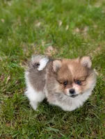 Denver , a male Pomeranian for sale in Bristol, IN – Photo 4 of 5