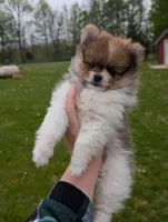 Denver , a male Pomeranian for sale in Bristol, IN – Photo 3 of 5