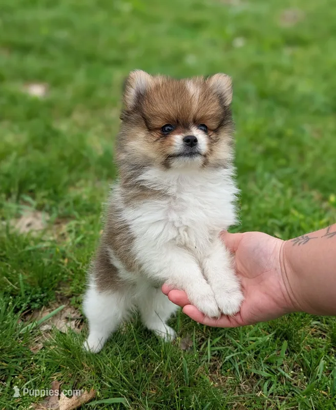 Denver  – Pomeranian puppy for sale in Bristol, IN