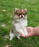 Denver , a male Pomeranian for sale in Bristol, IN – Photo 1 of 5