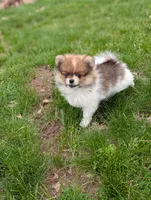 Denver , a male Pomeranian for sale in Bristol, IN – Photo 5 of 5
