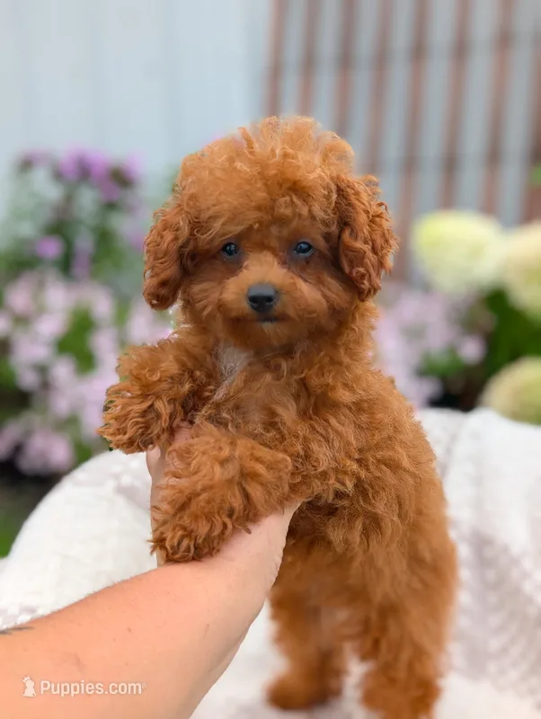 Amber – Poodle - Toy  puppy for sale in Bristol, IN