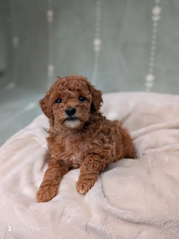 Paris  – Poodle - Toy  puppy for sale in Bristol, IN