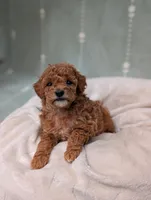 Paris , a female Poodle - Toy  for sale in Bristol, IN – 1 of 6