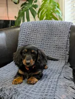Thor, a male Miniature Dachshund for sale in Bristol, IN – 2 of 4