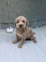 Harley , a female Miniature Goldendoodle for sale in Bristol, IN – 4 of 9