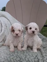 Jill, a female Shihpoo for sale in Bristol, IN – 5 of 5