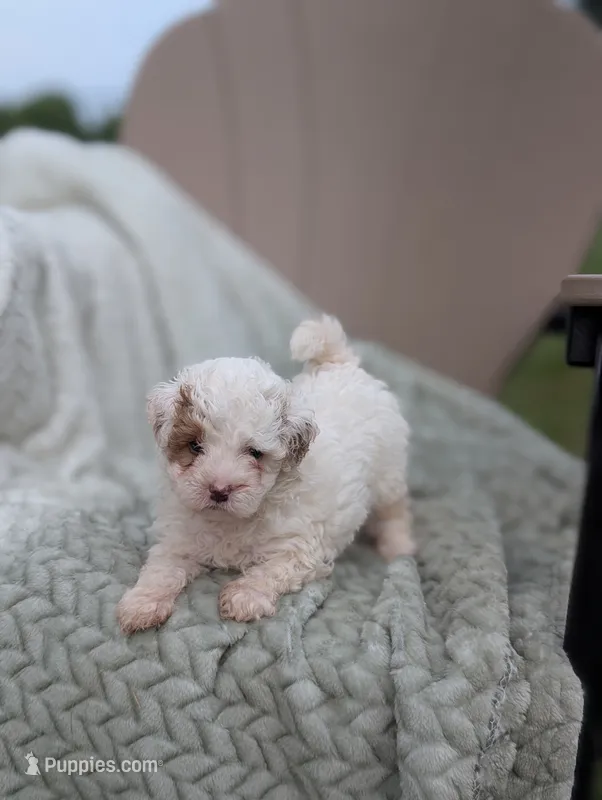 Julie  – Shihpoo puppy for sale in Bristol, IN