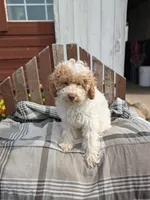 Ricky, a male Poodle - Miniature  for sale in Bristol, IN – 7 of 7