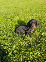 Tinkerbell , a female Miniature Dachshund for sale in Bristol, IN – 3 of 6