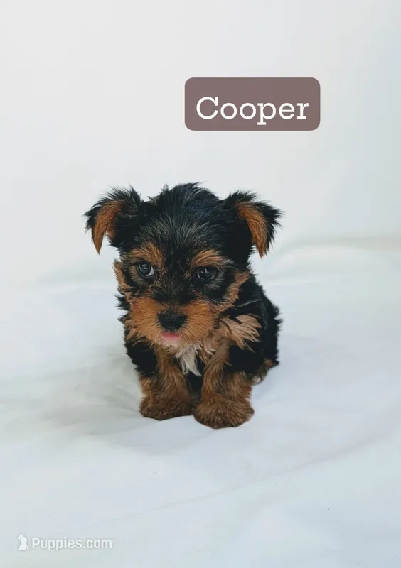 Cooper  – Yorkshire Terrier puppy for sale in Bristol, IN