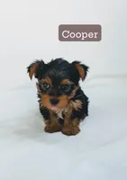 Cooper , a male Yorkshire Terrier for sale in Bristol, IN – 1 of 5