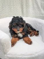Cappuccino , a male Aussiedoodle and Poodle - Miniature  for sale in Bristol, IN – 5 of 8