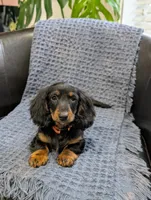 Thor, a male Miniature Dachshund for sale in Bristol, IN – 3 of 4