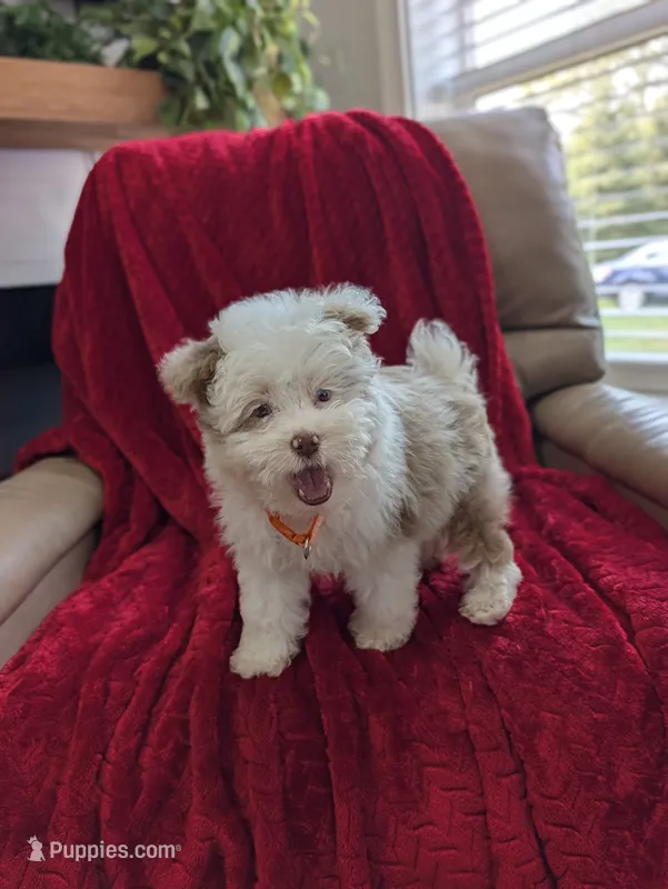Barker – Pomapoo puppy for sale in Bristol, IN