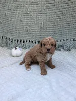 Ben, a female Cavapoo for sale in Bristol, IN – 2 of 5