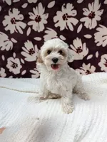 Jill, a female Shihpoo for sale in Bristol, IN – 2 of 8