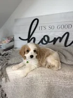 Phillip , a male Cavapoo for sale in Bristol, IN – 5 of 6