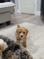 Jacob , a male Poodle - Toy  for sale in Bristol, IN – Photo 4 of 7