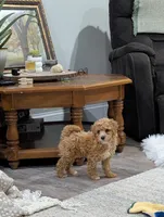 Jacob , a male Poodle - Toy  for sale in Bristol, IN – Photo 3 of 7