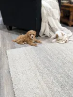 Jacob , a male Poodle - Toy  for sale in Bristol, IN – Photo 2 of 7