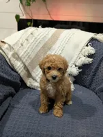 Jacob , a male Poodle - Toy  for sale in Bristol, IN – Photo 5 of 7