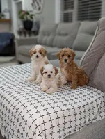 Jacob , a male Poodle - Toy  for sale in Bristol, IN – Photo 7 of 7