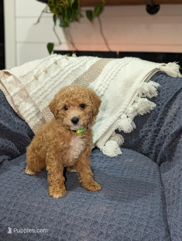 Jacob , a male Poodle - Toy  for sale in Bristol, IN – Photo 1 of 7