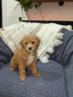 Jacob , a male Poodle - Toy  for sale in Bristol, IN – Photo 1 of 7