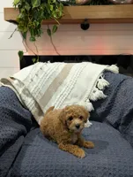 Jacob , a male Poodle - Toy  for sale in Bristol, IN – Photo 6 of 7