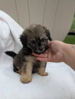 Freddy , a male Havapoo for sale in Bristol, IN – 2 of 5